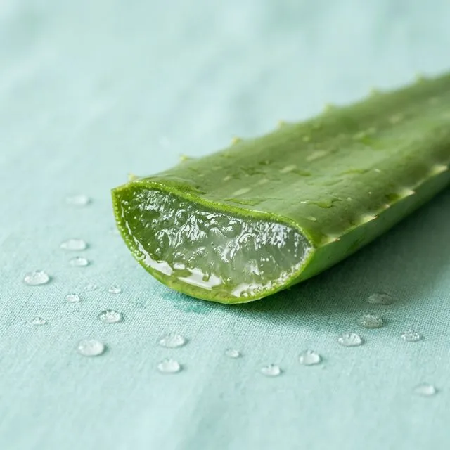 Aloe Vera 