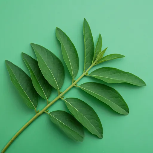 Brahmi