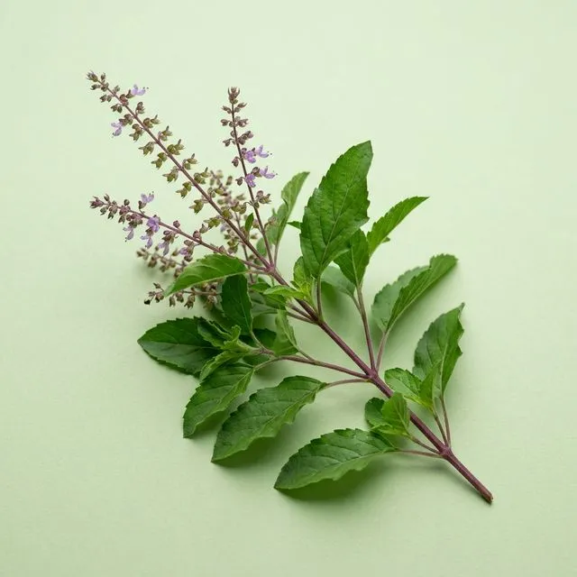 Tulsi